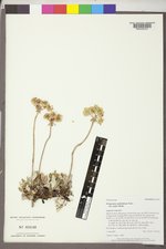 Eriogonum umbellatum var. majus image