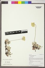 Eriogonum umbellatum var. majus image