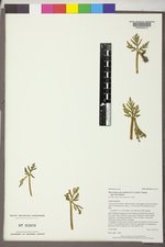 Botrychium lanceolatum var. lanceolatum image