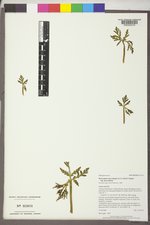 Botrychium lanceolatum var. lanceolatum image