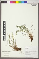 Woodsia scopulina subsp. scopulina image