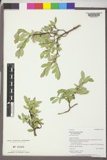 Salix brachycarpa image