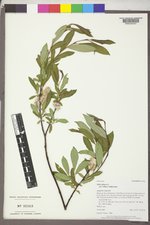 Salix glauca var. villosa image