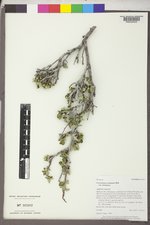 Cercocarpus montanus var. montanus image