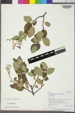 Ceanothus velutinus var. velutinus image