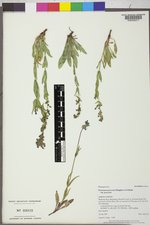 Penstemon procerus var. procerus image