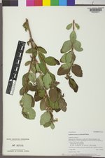 Symphoricarpos occidentalis image