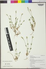 Cerastium arvense image