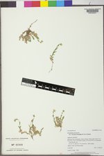 Cerastium arvense image