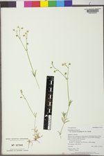 Cerastium arvense image