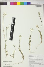 Cerastium arvense image