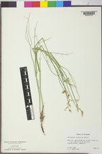 Astragalus linifolius image