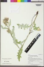 Cirsium clavatum image