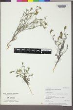 Cordylanthus ramosus image
