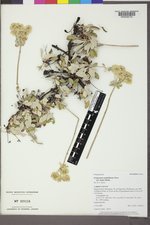 Eriogonum umbellatum var. majus image