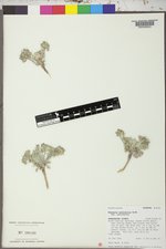Physaria acutifolia var. acutifolia image