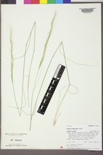 Achnatherum pinetorum image