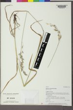 Bromus ciliatus var. richardsonii image