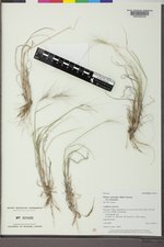 Elymus elymoides var. elymoides image