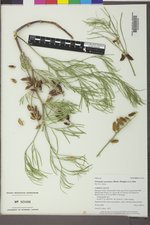 Astragalus pectinatus image