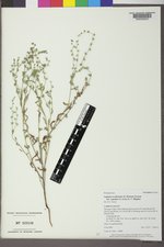 Lappula occidentalis var. cupulata image