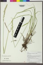 Leucopoa kingii image