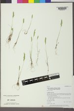 Vulpia octoflora var. hirtella image