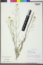 Sisymbrium loeselii image