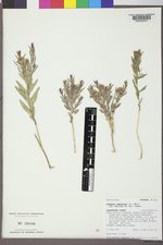 Comandra umbellata subsp. pallida image