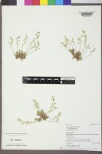 Draba oligosperma var. oligosperma image