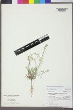 Physaria spatulata image