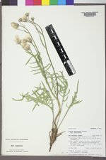 Crepis modocensis image