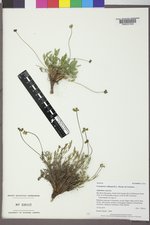 Cymopterus williamsii image