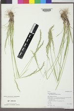 Poa secunda subsp. juncifolia image