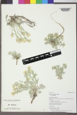 Physaria acutifolia var. acutifolia image