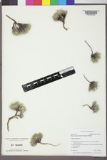 Physaria pycnantha image