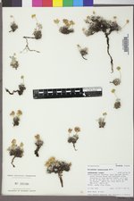 Eriogonum caespitosum image