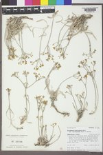 Eriogonum brevicaule var. micranthum image