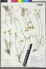 Eriogonum brevicaule var. brevicaule image