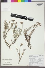 Eriogonum microtheca image