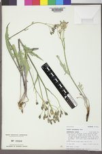 Crepis intermedia image