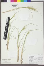 Elymus elymoides var. elymoides image