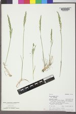 Poa secunda subsp. secunda image