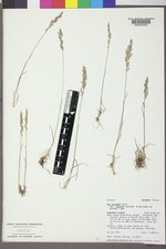 Poa secunda subsp. secunda image