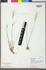 Elymus elymoides var. elymoides image