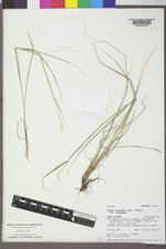 Elymus elymoides var. elymoides image