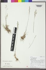 Poa secunda subsp. secunda image