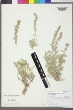 Atriplex gardneri image