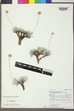 Eriogonum ovalifolium image