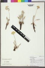 Eriogonum flavum var. flavum image